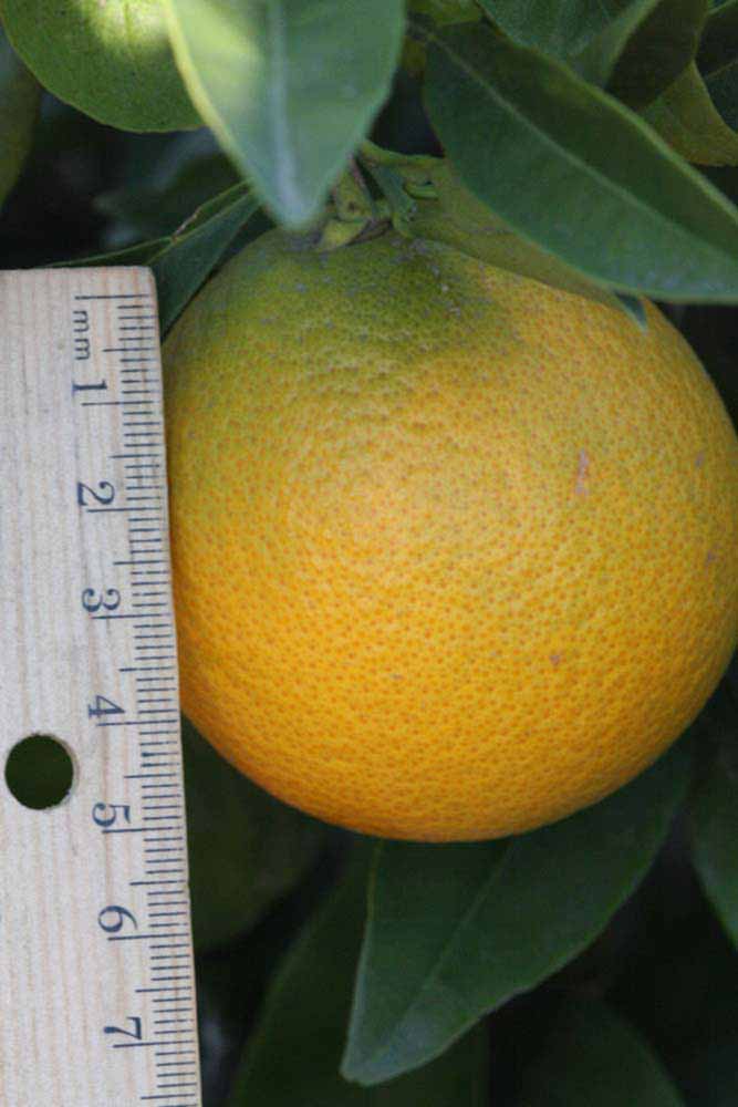            Fruit (Riverside, CA)   